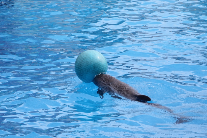 Marineland - Dauphins - 069